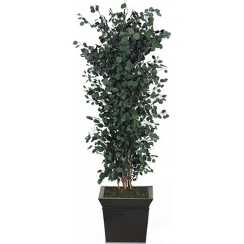 Populus tree 180 cm