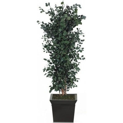Populus tree 130 cm