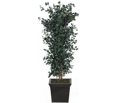 Populus tree 180 cm