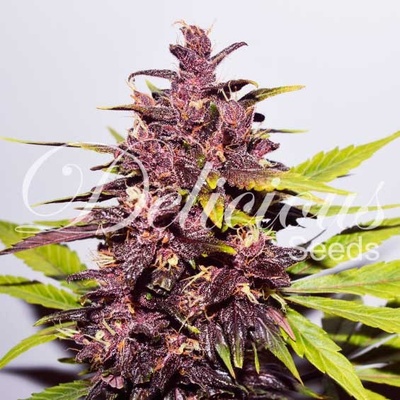 Delicious Seeds AUTO Dark Purple semena neobsahují THC 10 ks
