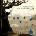 Reed RobertRingmaster Part One 2CD+DVD