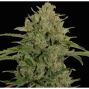 Barney's Farm Triple Cheese semena neobsahují THC 5 ks