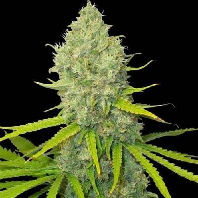 Spliff Seeds Bubblegun semena neobsahují THC 5 ks