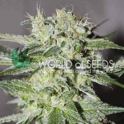 World of Seeds Pakistan Valley Early Harvest semena neobsahují THC 3 ks