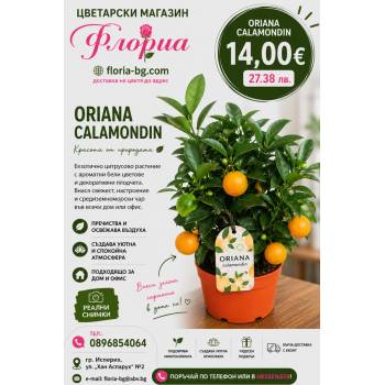 Oriana Calamondin