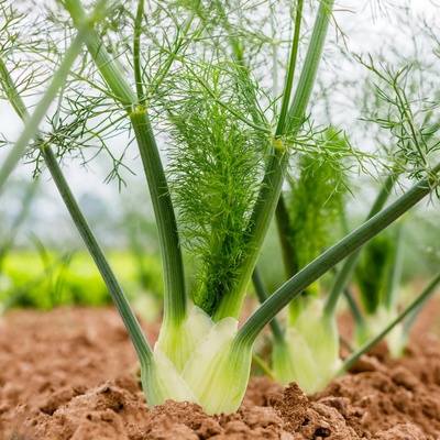 BIO fenikel buľvový Selma - Foeniculum vulgare - bio semená fenikla - 50 ks