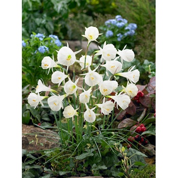 Narcis 'Bulbocodium white petticoat' 5 ks