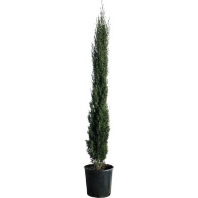 Cyprus vždyzelený FloraSelf Cupressus sempervirens 'Totem' 100-125 cm kvetináč 10 l