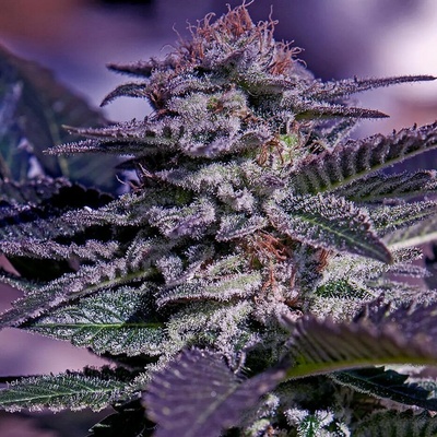 Positronics Kush AUTO semena neobsahují THC 5 ks