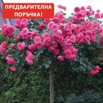 Kordes® Щамбова Роза Rosarium Uetersen®