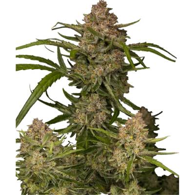 Fast Buds Guava Auto semena neobsahují THC 5 ks