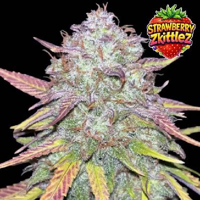 Ganja Farmer Strawberry Zkittlez Auto semienka neobsahujú THC 5 ks