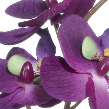 Gasper Gasper Orchidej lila (201027-80)