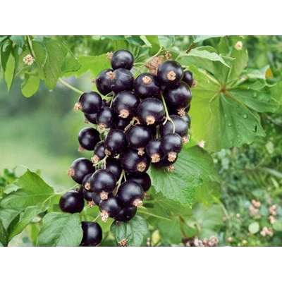 Ríbezľa kríková Ben Sarek, výška 30-40 cm, kvetináč 1,5 l