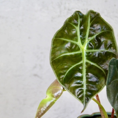 Alocasia Golden bone baby