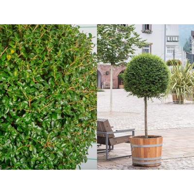 Vtáčí zob vždyzelený na 80 cm kmienku, výška 110-130 cm, kvetináč 20 l