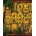 Scarab Tales