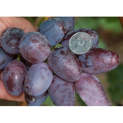 Vinič Tornado stolové, novinka