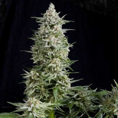 Pyramid Seeds Amnesia Gold semienka neobsahujú THC 50 ks