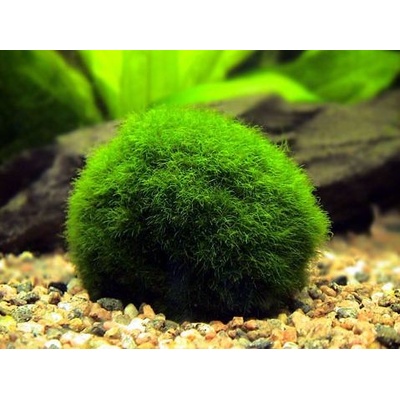 Cladophora aegagropila Mechová koule 7 cm