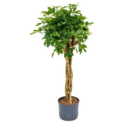 Schefflera arboricola stem braided 25/19 výška 110 cm