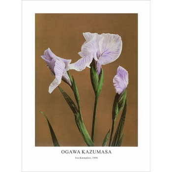 Принт Iris Kæmpferi, Огава Казумаса - репродукция (Print1072)