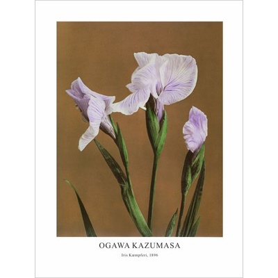 Принт Iris Kæmpferi, Огава Казумаса - репродукция (Print1072)