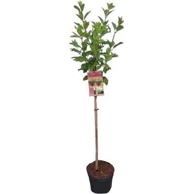 Hydrangea paniculata 'Kyushu' km.100c C 10 L