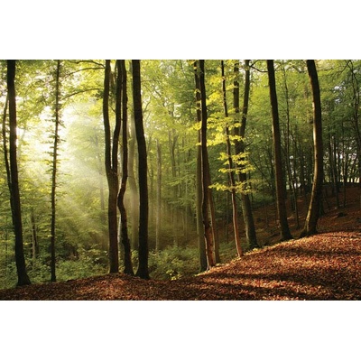 Dimex XL-890 Fototapeta Forest rozměry 540 x 295 cm