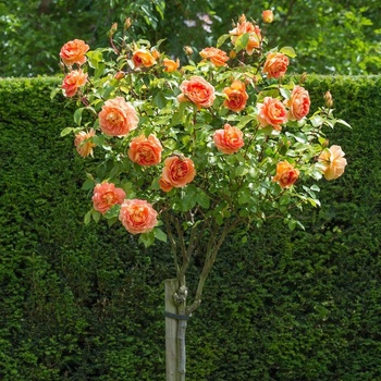 David Austin® Щамбова Роза Lady of Shalott - David Austin®