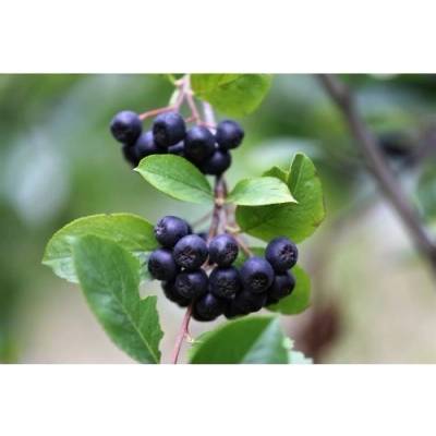 Arónia čerešňolistá (Aronia melanocarpa) ´VIKING´ - výška 20-40 cm, kont. C2L