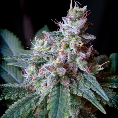 Sweet Seeds Cream Caramel F1 Fast Version semienka neobsahujú THC 3 ks