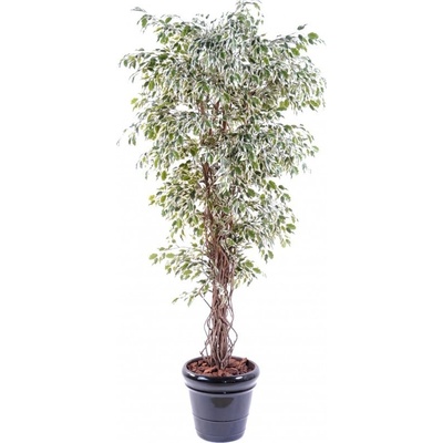 Luxusní umělý strom Ficus Lianas PF green/ cream, 150cm
