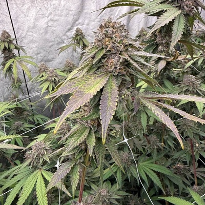 Fast Buds Biscotti Gelato semienka neobsahujú THC 10 ks
