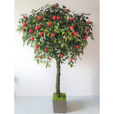 Jabloň košatá 180 cm