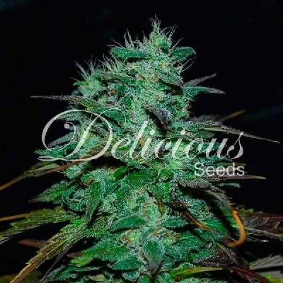 Delicious Seeds Chocobang semena neobsahují THC 3 ks