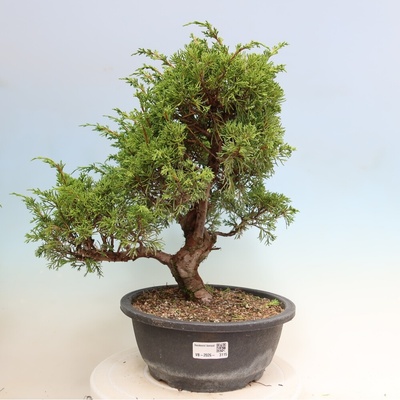 e-bonsai Venkovní bonsai - Juniperus chinensis Itoigawa-Jalovec čínský