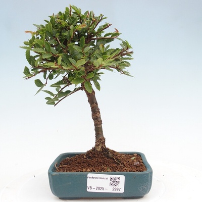 e-bonsai Venkovní bonsai - Ulmus parvifolia Sagei - Malolistý jilm