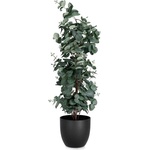 Bizzotto Евкалипт растение в саксия H90 cm (0170764)