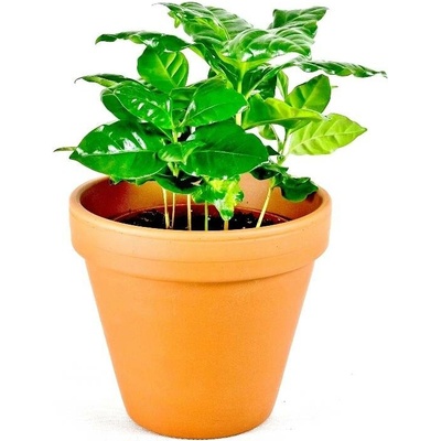 Gardners Coffea arabica, průměr 12 cm Kávovník arabský
