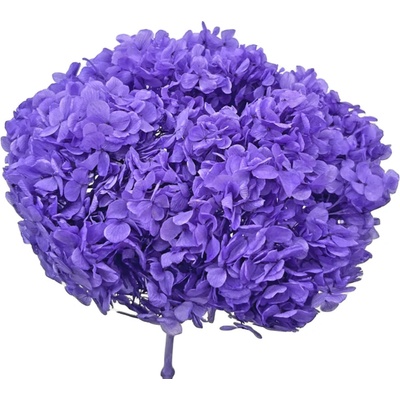 Hydrangea stabilizovaná fialová