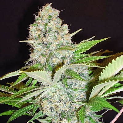 Ministry of Cannabis AUTO Cheese NL semienka neobsahujú THC 5 ks
