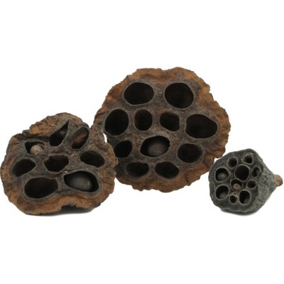 Ceramic Nature Plody leknínu 3 ks