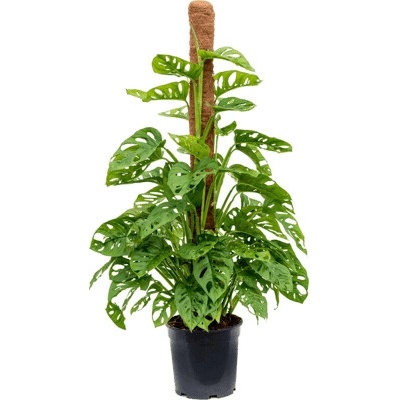 Monstera obliqua on moss pole 100 - 21x80 cm