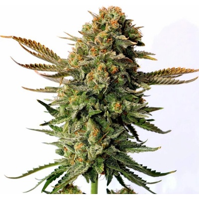Kannabia Seeds Russian Doll semienka neobsahujú THC 10 ks