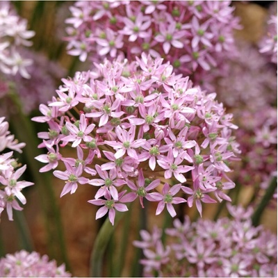 Česnek Pink Jewel - Allium - cibule okrasného česneku - 5 ks