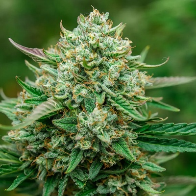 Atlas Seed Froot By The Foot Auto semienka neobsahujú THC 5 ks