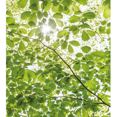 Komar Vliesová fototapeta V jarním lese 250 x 280 cm