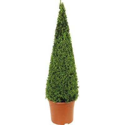 Zimostráz pyramida FloraSelf Buxus sempervirens 90-105 cm kvetináč 12 l