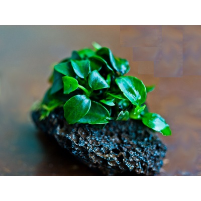 Anubias nana micro